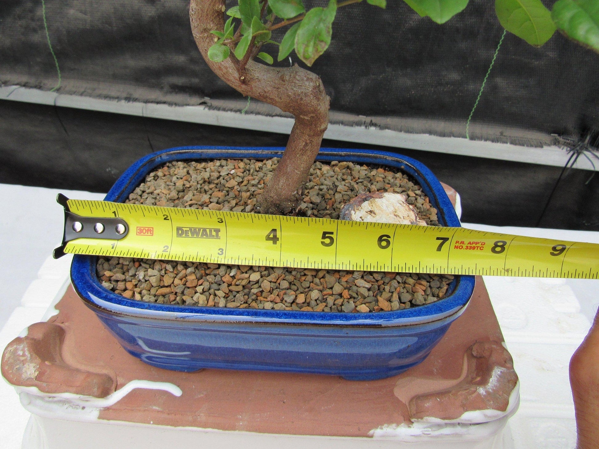 sweet plum bonsai tree Sweet Plum Bonsai Tree