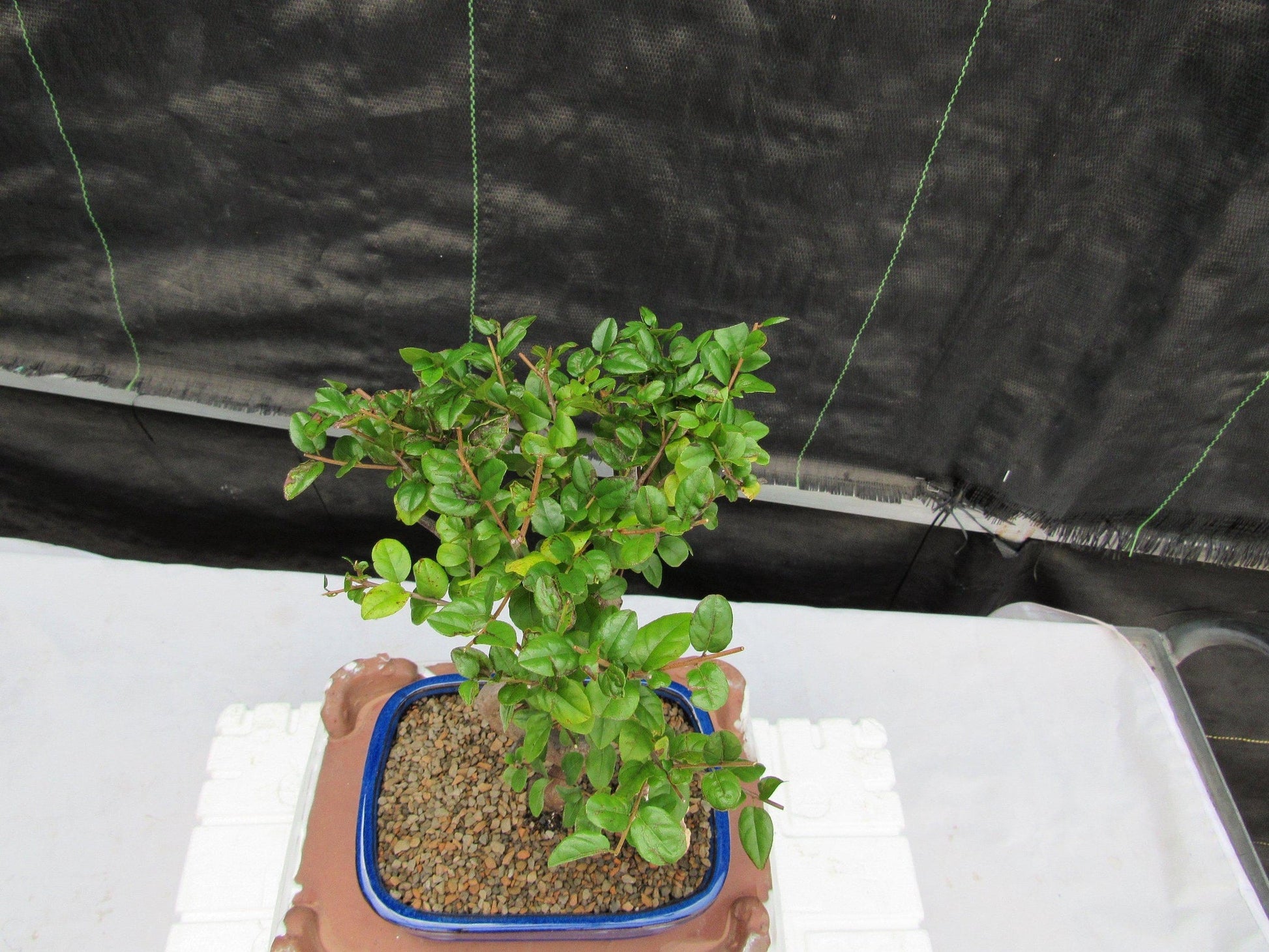 sweet plum tree bonsai Sweet Plum Bonsai Tree