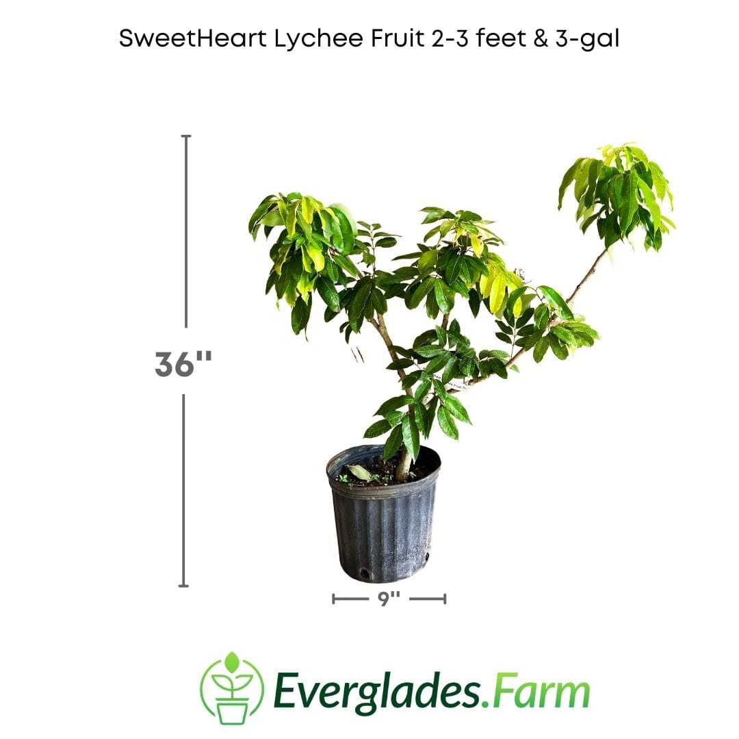 SweetHeart Lychee Tree