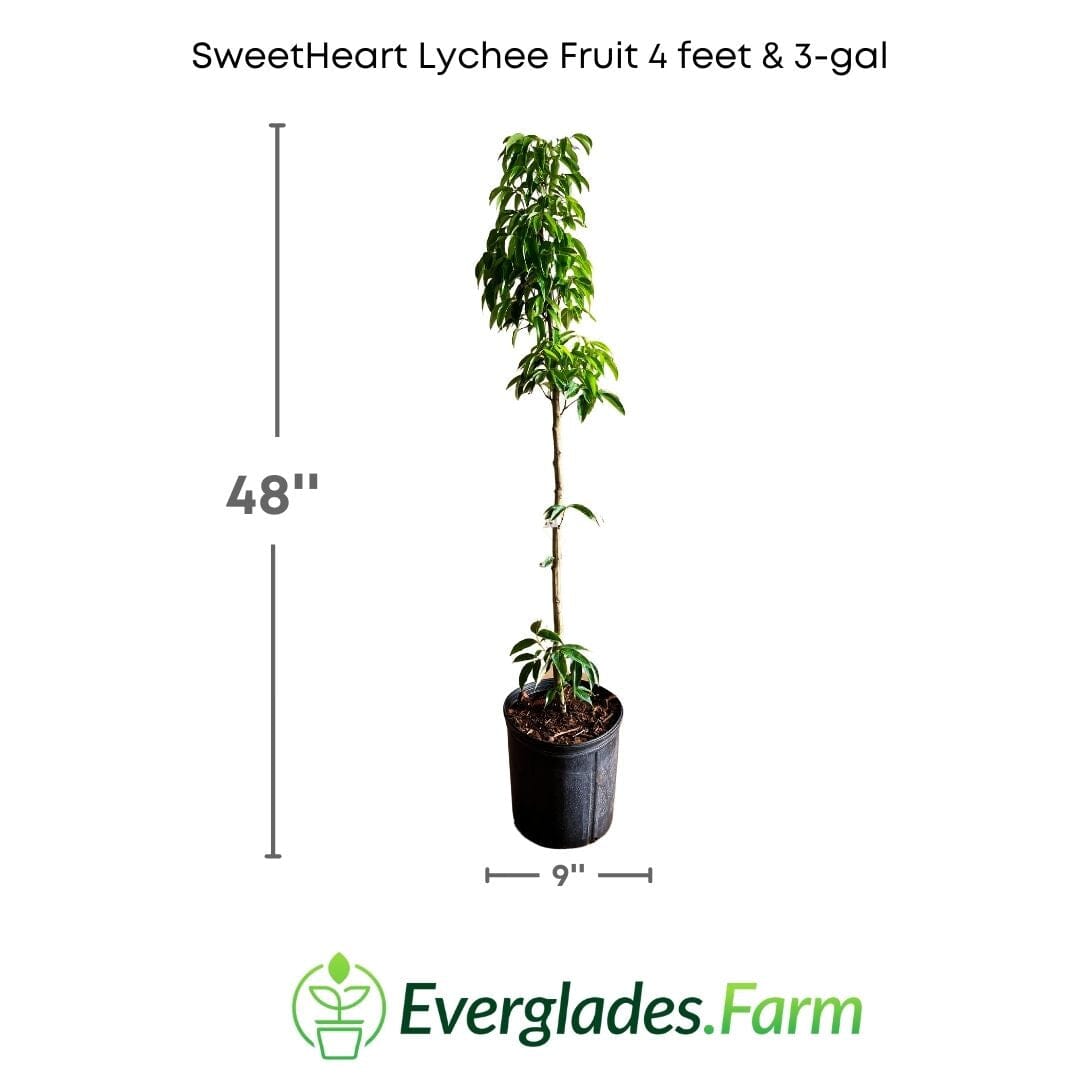 SweetHeart Lychee Tree