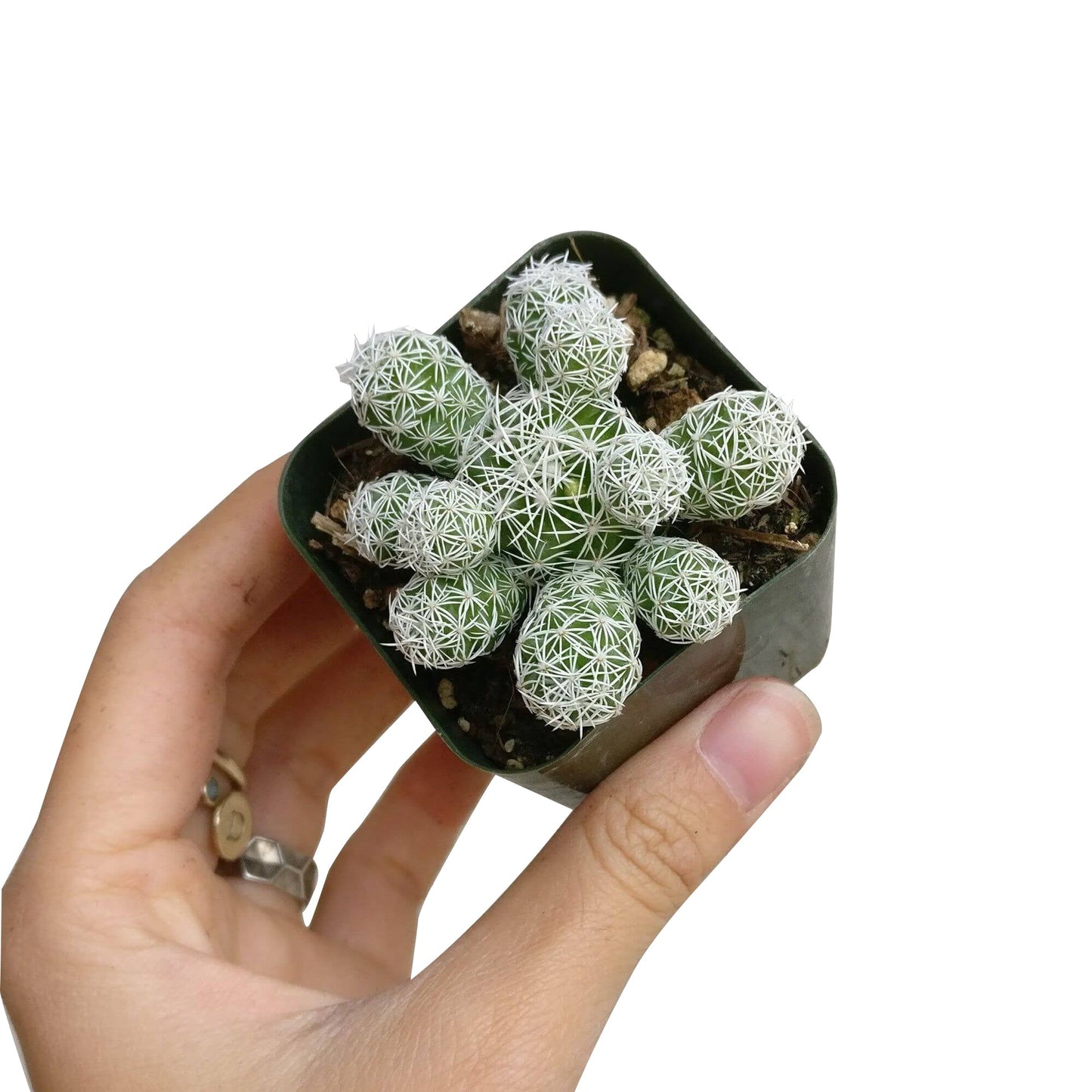 Thimble Cactus Mammillaria