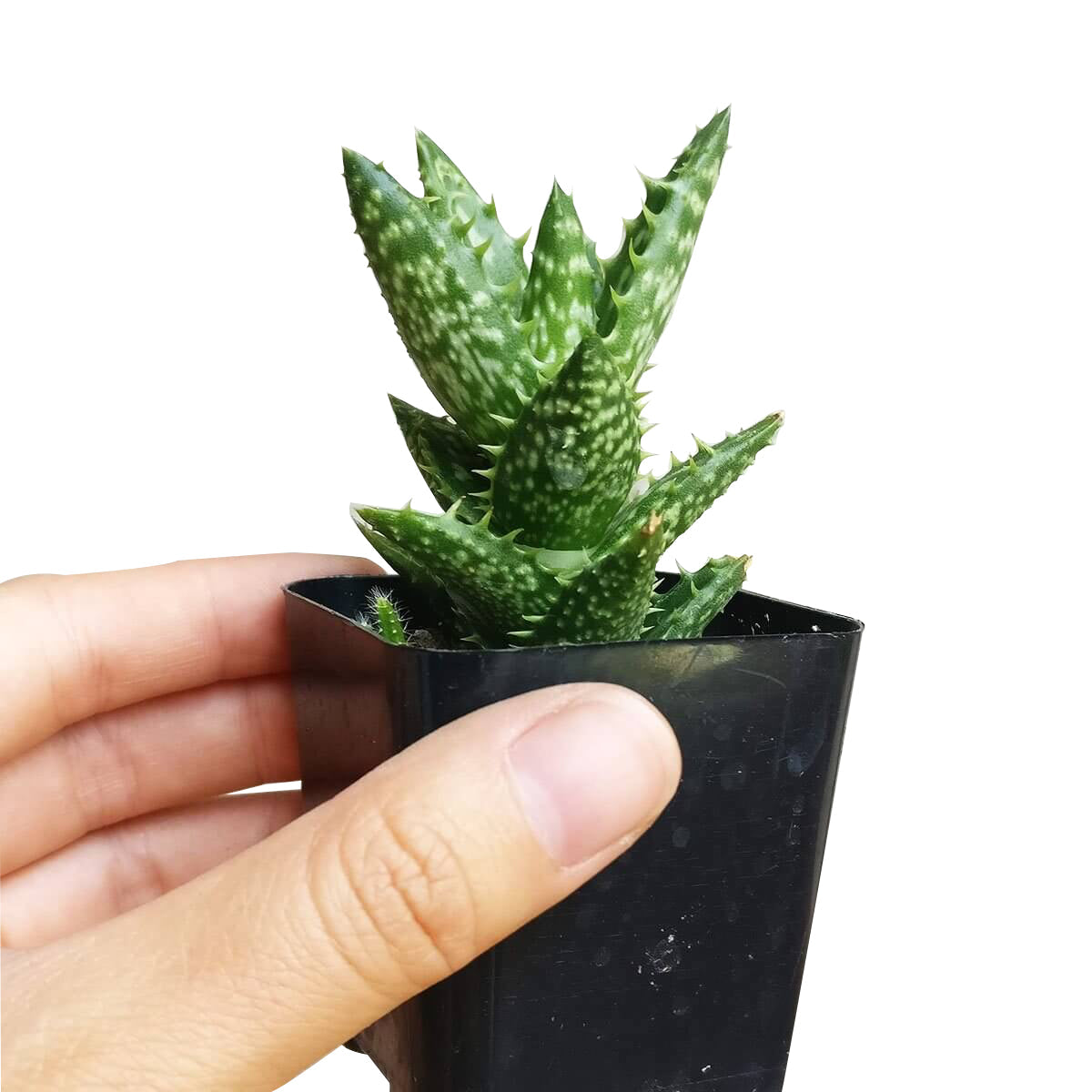 Tiger Tooth Aloe Juvenna