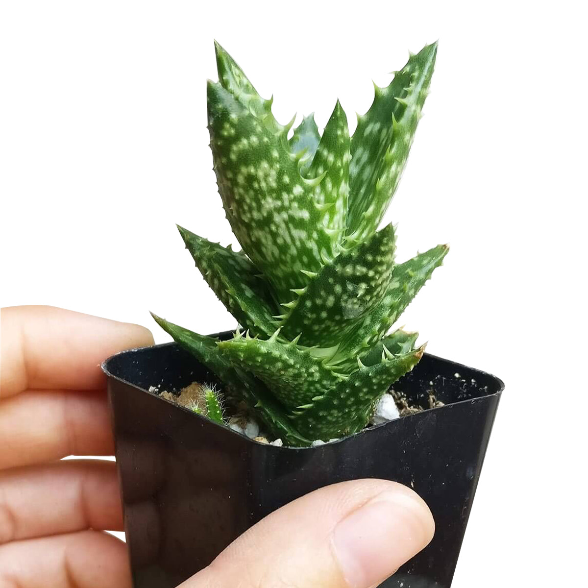 Tiger Tooth Aloe Juvenna