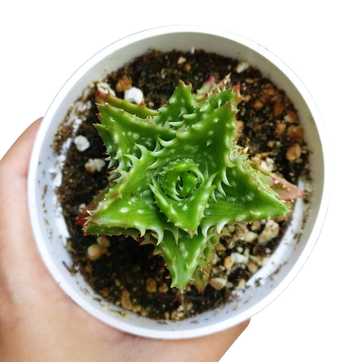 Tiger Tooth Aloe Juvenna