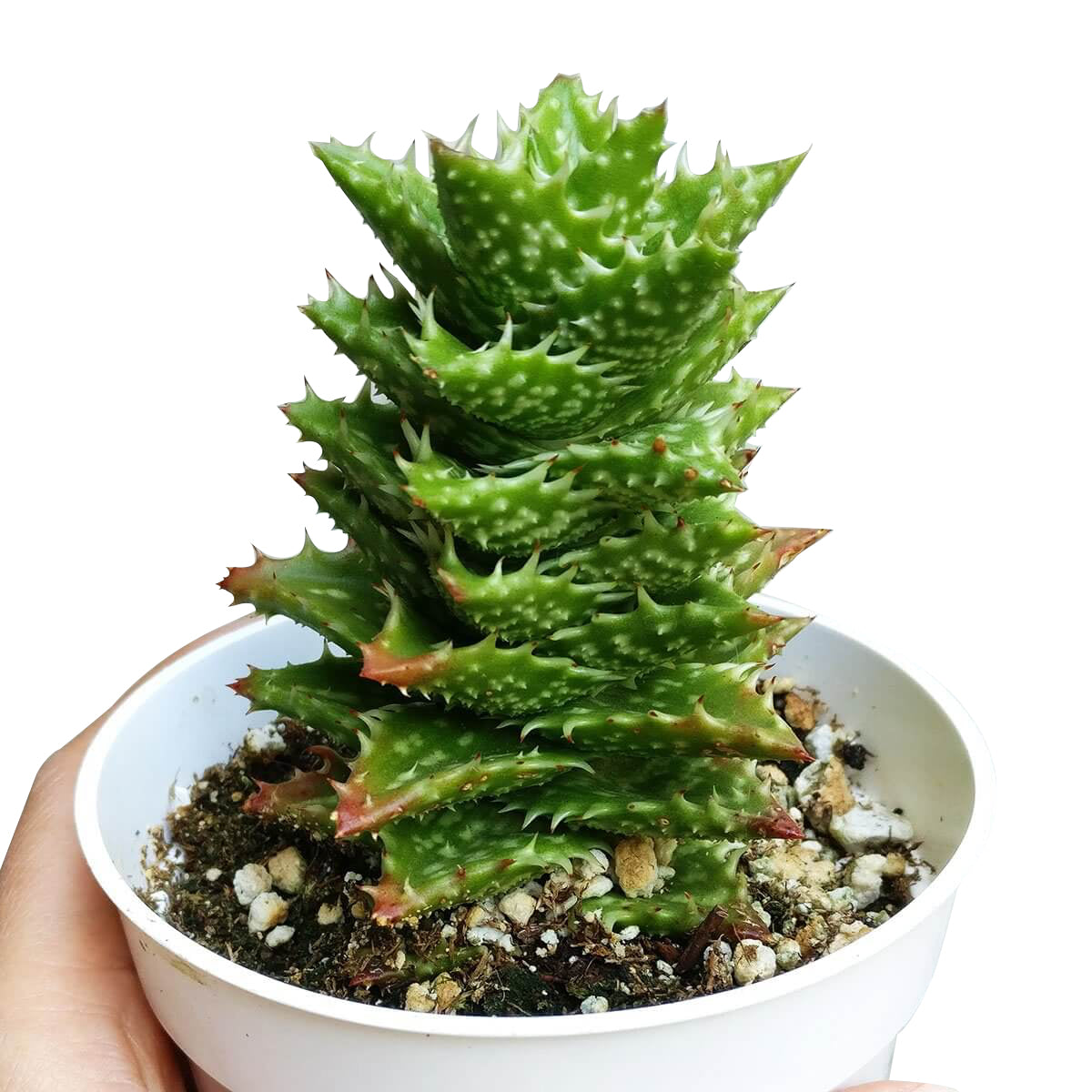 Tiger Tooth Aloe Juvenna