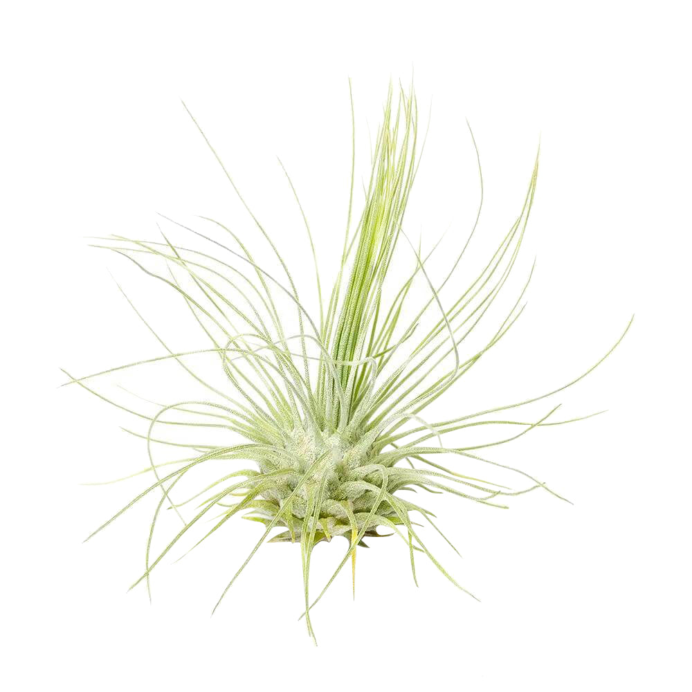 Tillandsia Fuchsii