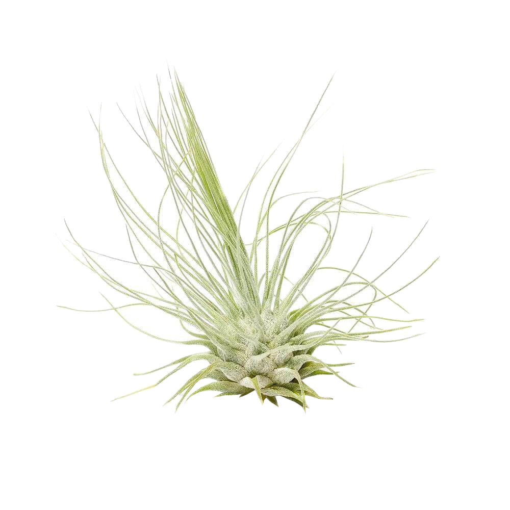 Tillandsia Fuchsii