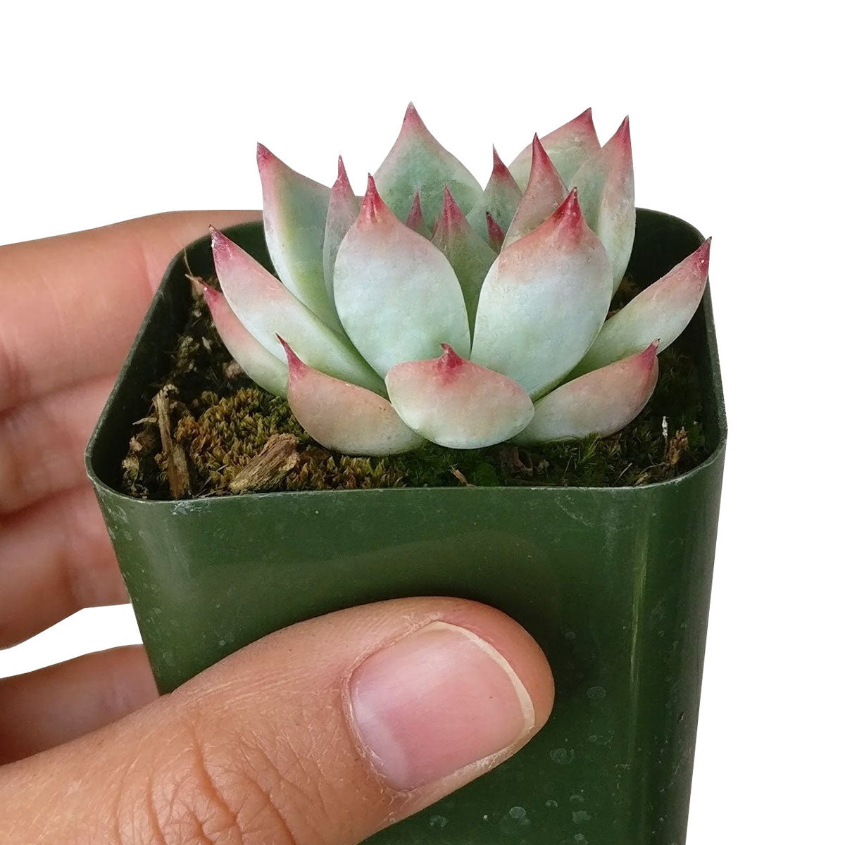 Echeveria Tippy Pink Succulent