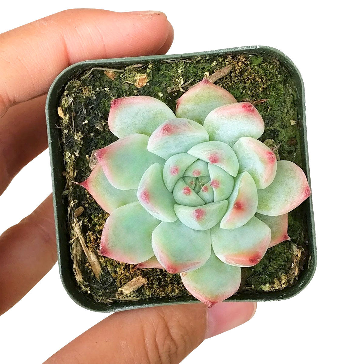 Echeveria Tippy Pink Succulent