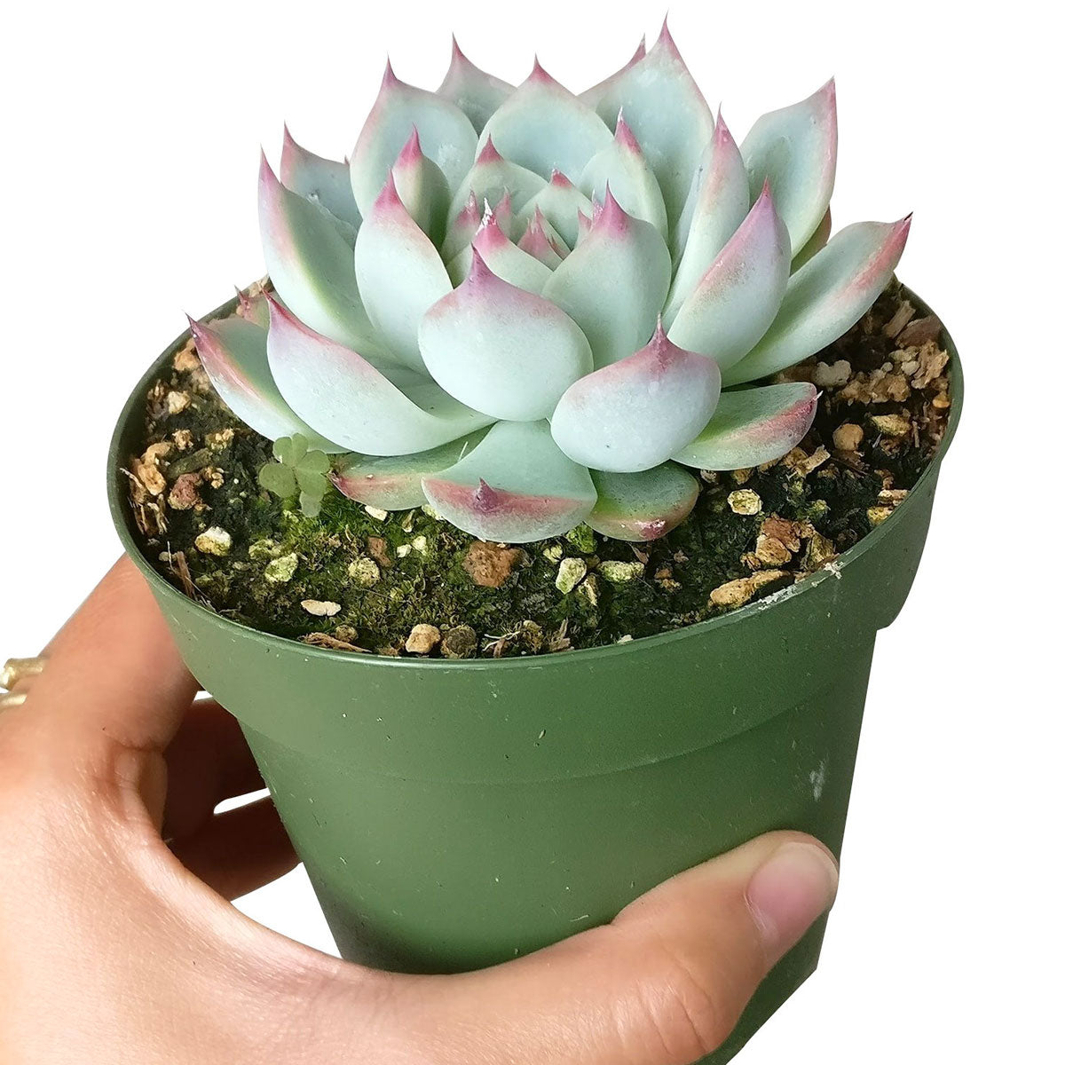 Echeveria Tippy Pink Succulent