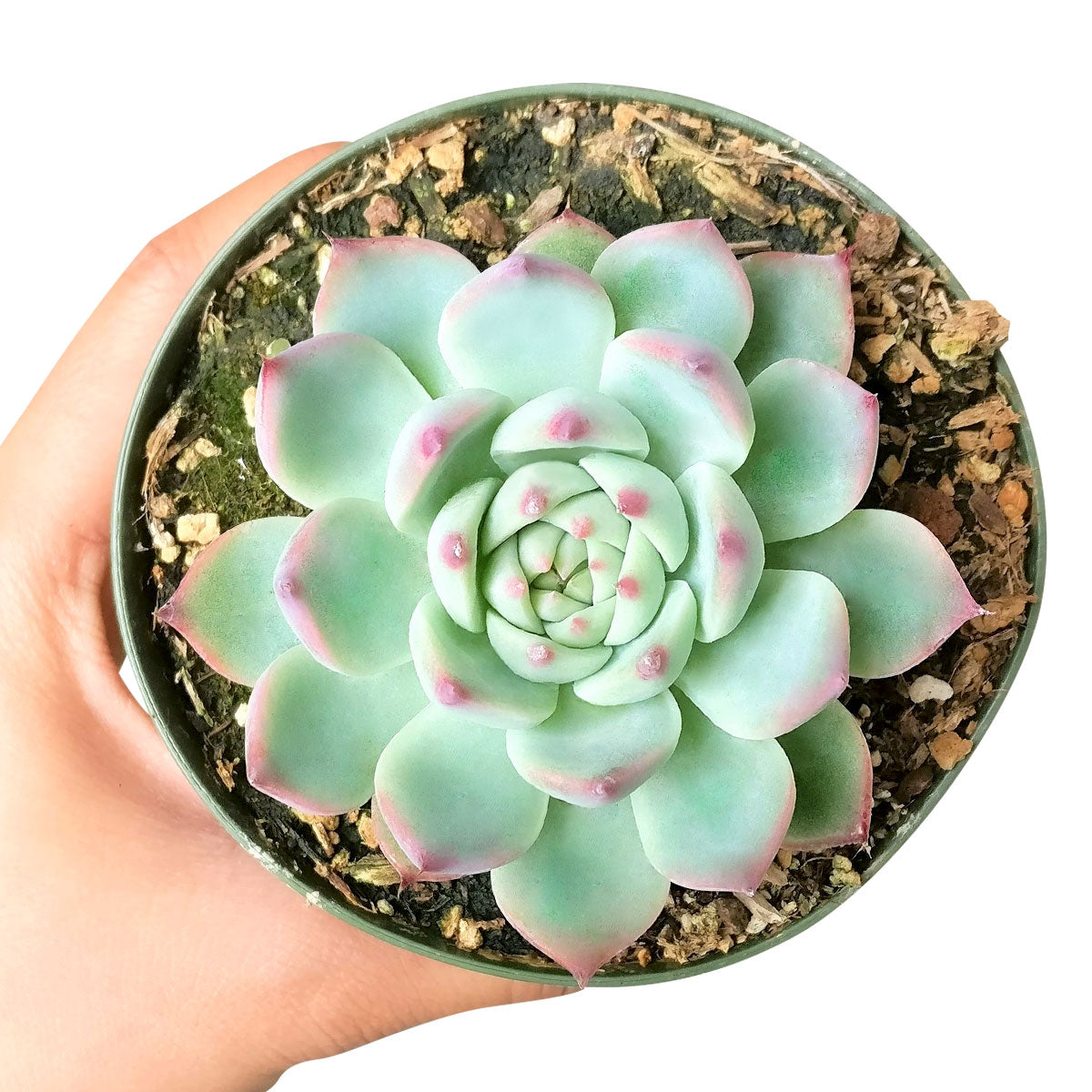 Echeveria Tippy Pink Succulent