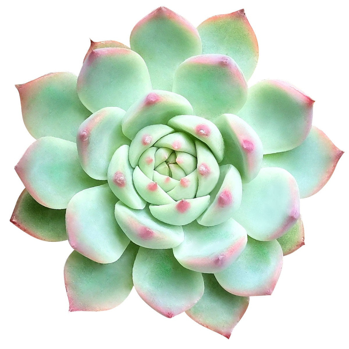 Echeveria Tippy Pink Succulent