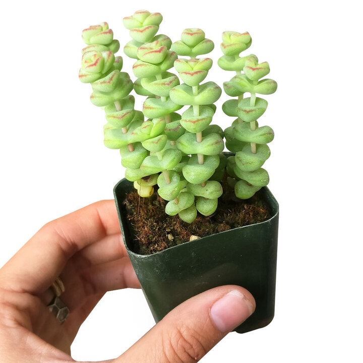 Crassula Baby Necklace Plant: A Beautiful and Low-Maintenance Succulent 2 inch / Clay Pot by Succulents Box