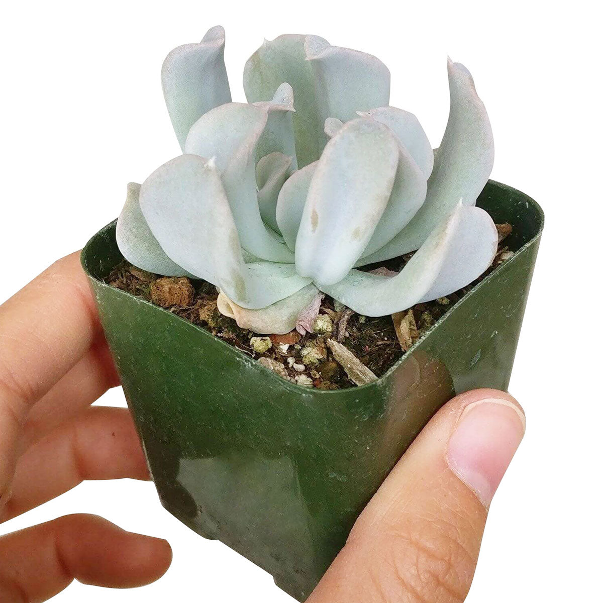 Echeveria Topsy Turvy