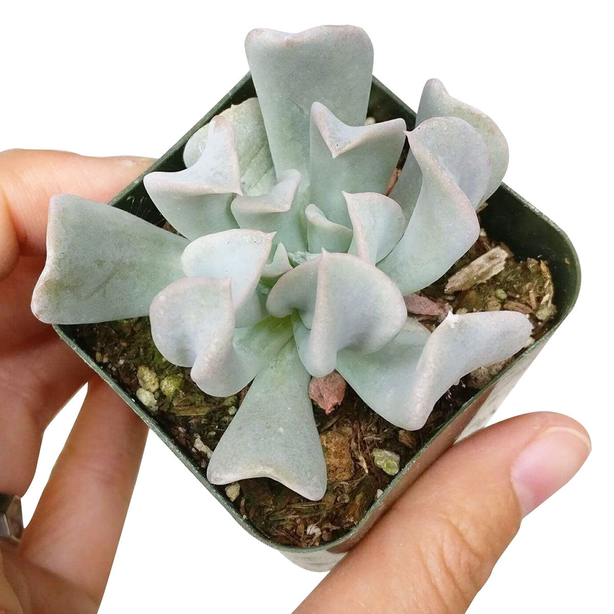 Echeveria Topsy Turvy