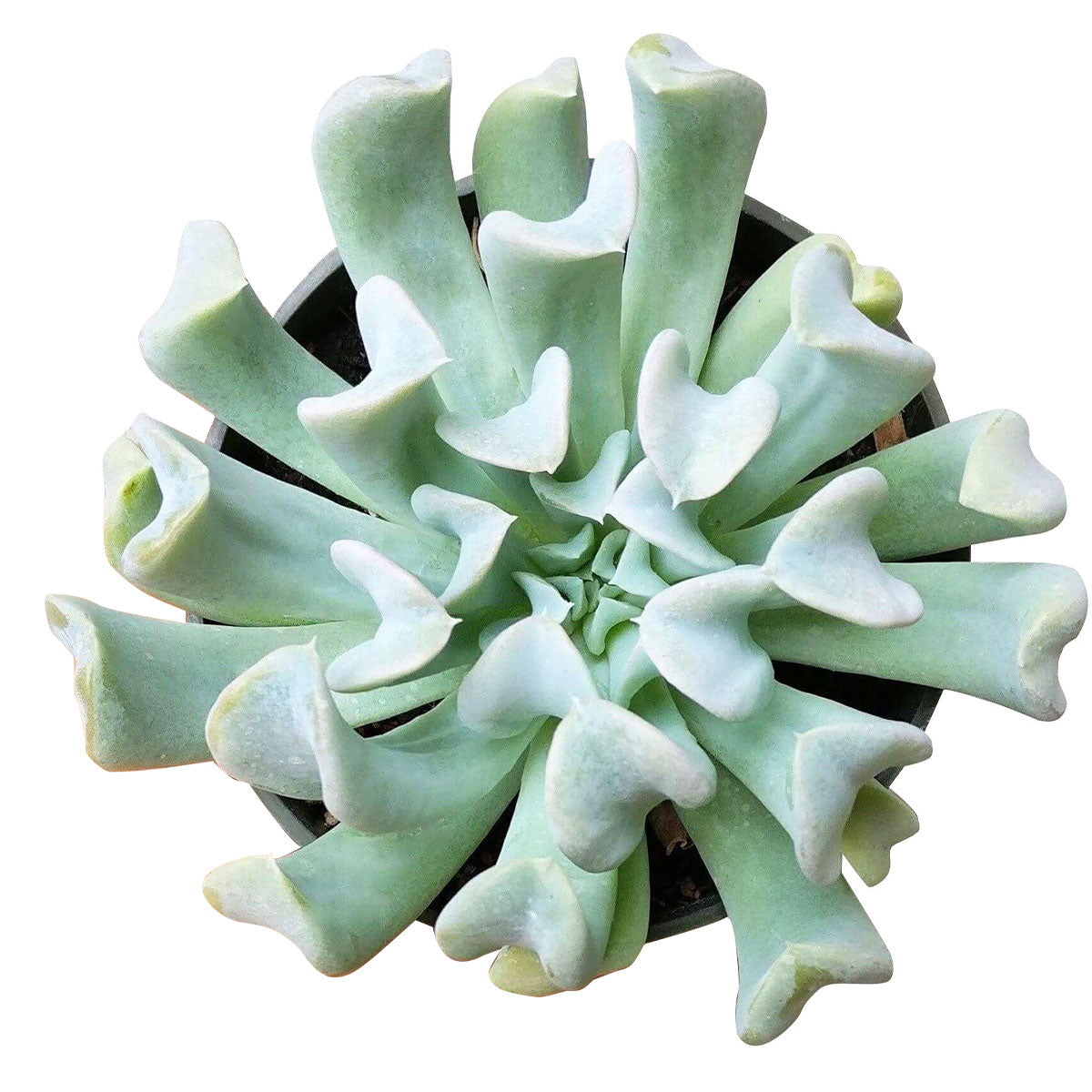 Echeveria Topsy Turvy