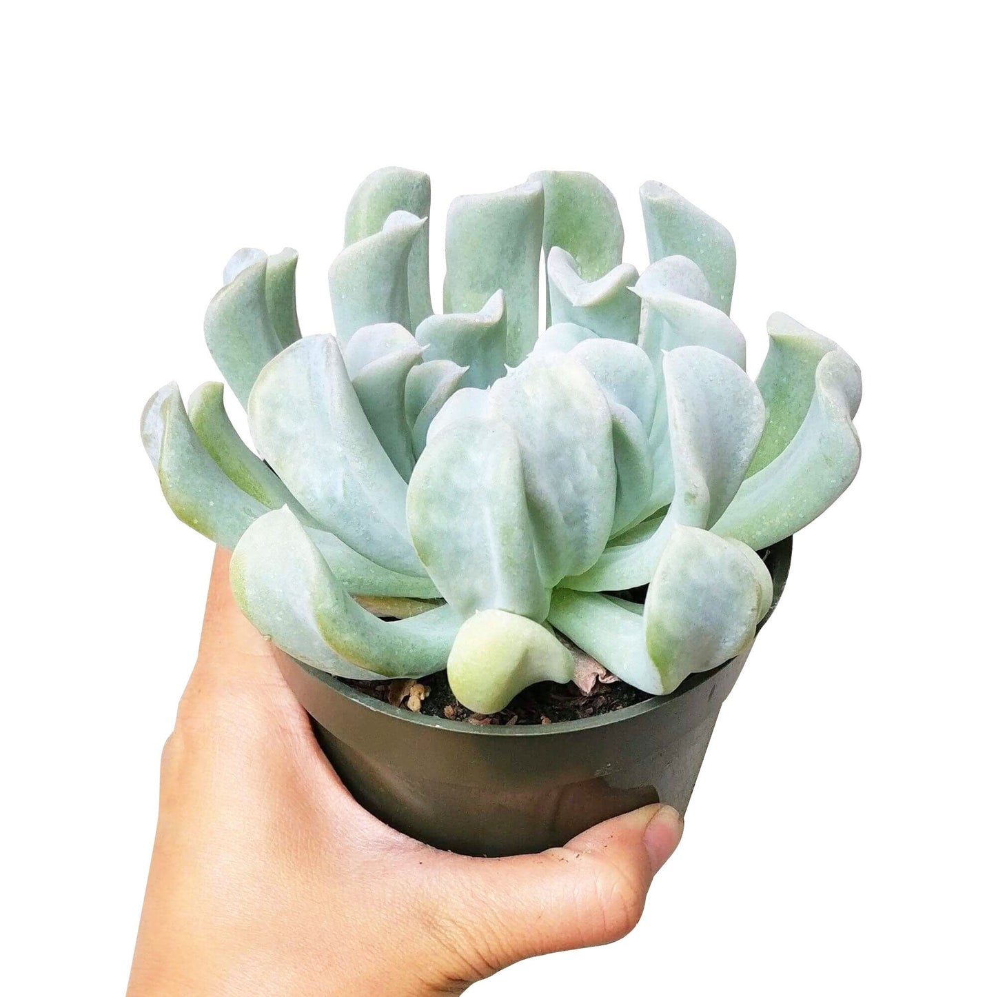 Echeveria Topsy Turvy