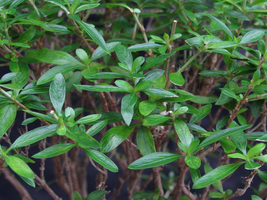 Thousand Star Serissa Exposed Root Bonsai Tree