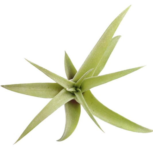 Tillandsia Capitata Peach