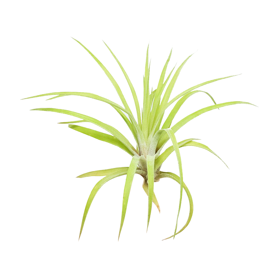 Tillandsia Velutina