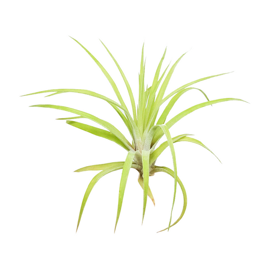 Tillandsia Velutina