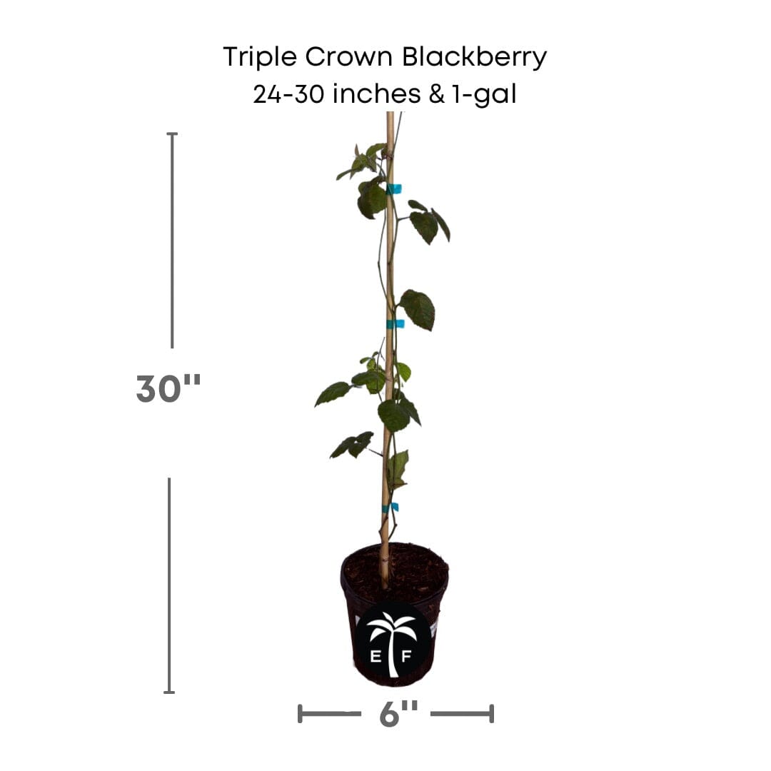 Triple Crown Blackberry Plant
