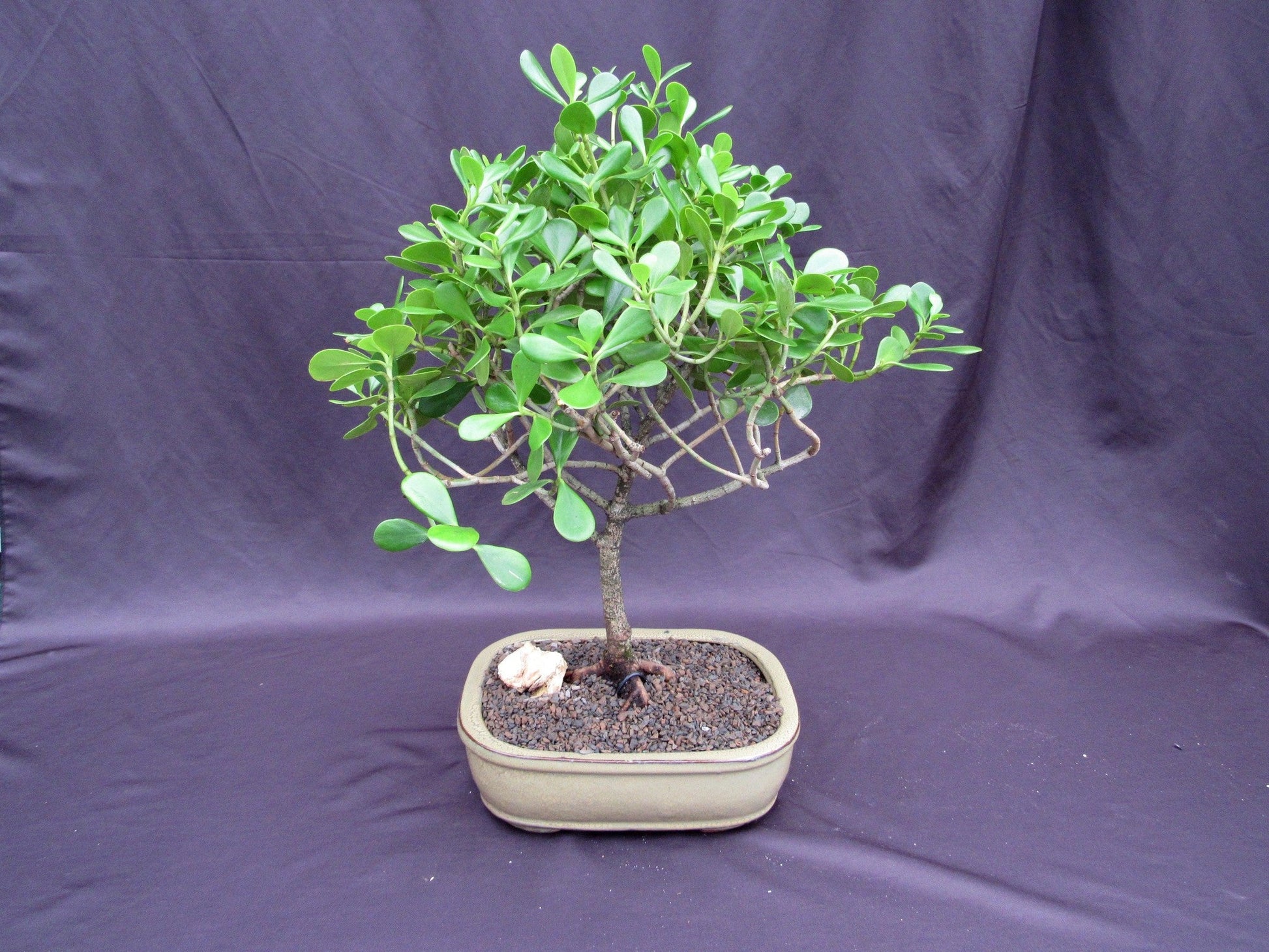 tropical bonsai tree Tropical Dwarf Apple Bonsai Tree – Lovehopegrow