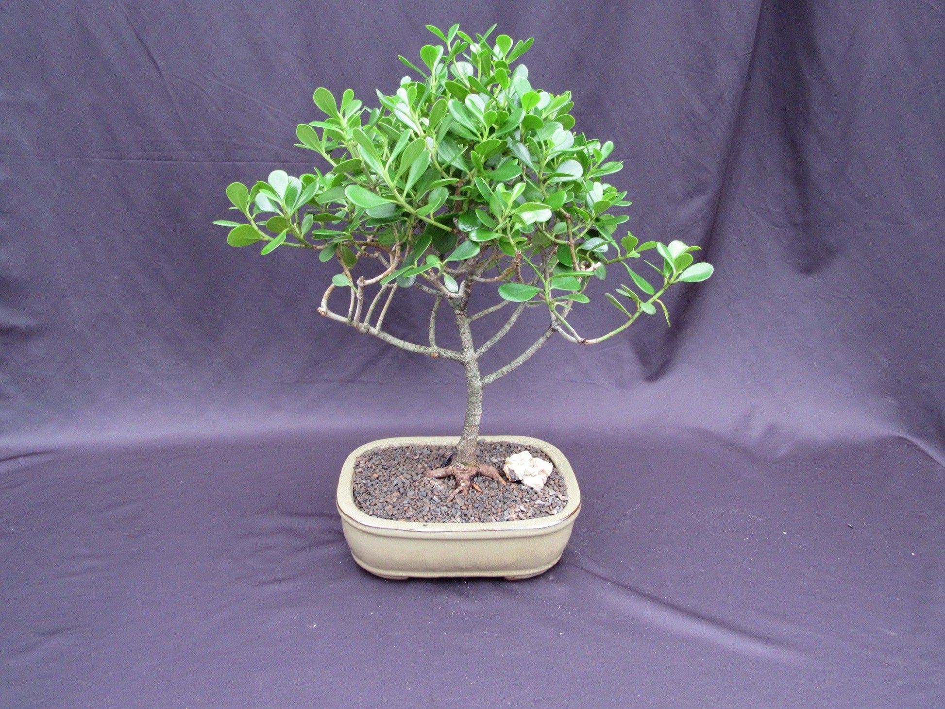 bonsai tree with apple Tropical Dwarf Apple Bonsai Tree – Lovehopegrow