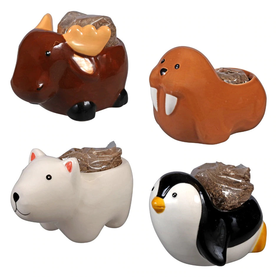 Polar Bears Pot With Seed Growing Kits