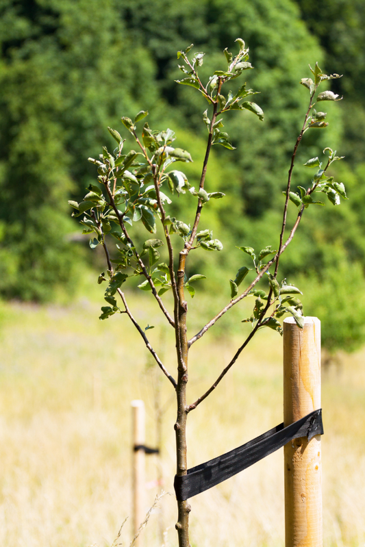 Apple Tree 'Honey Crisp' (Zones 3 to 7)