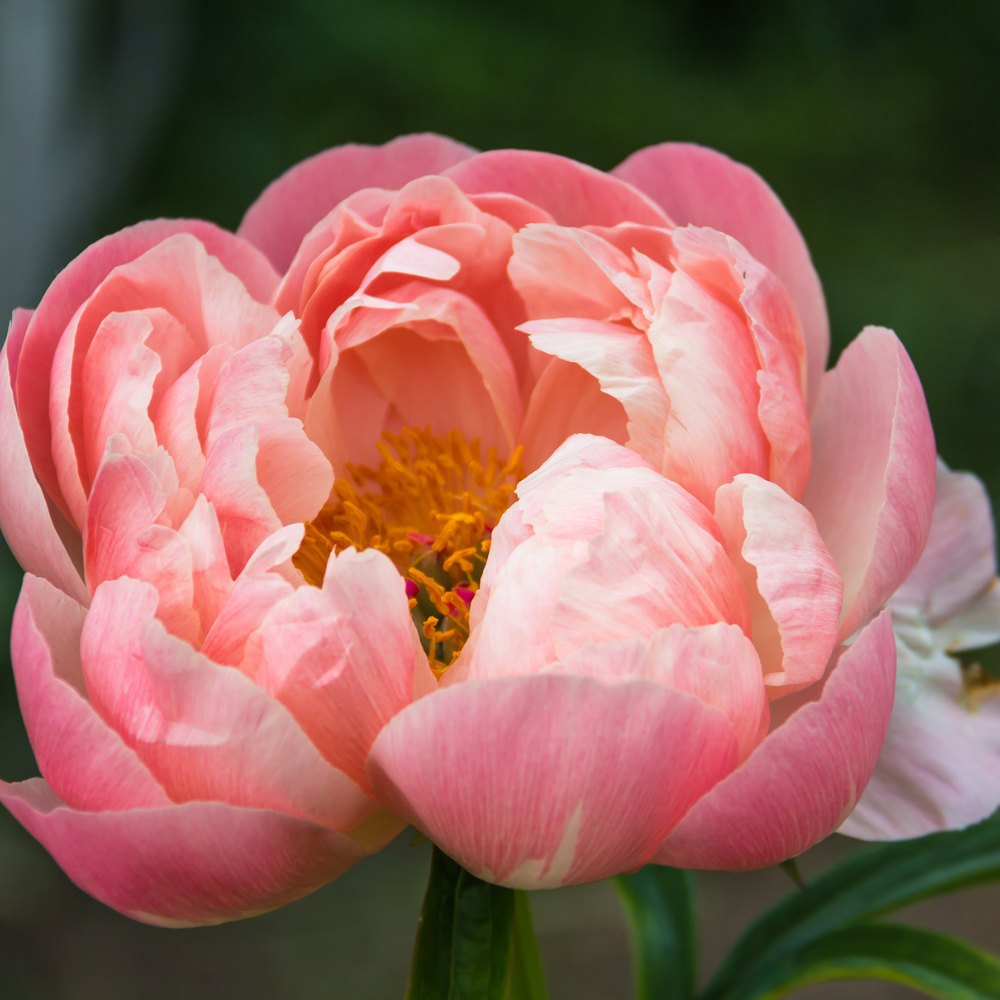 Peony 'Coral Charm'