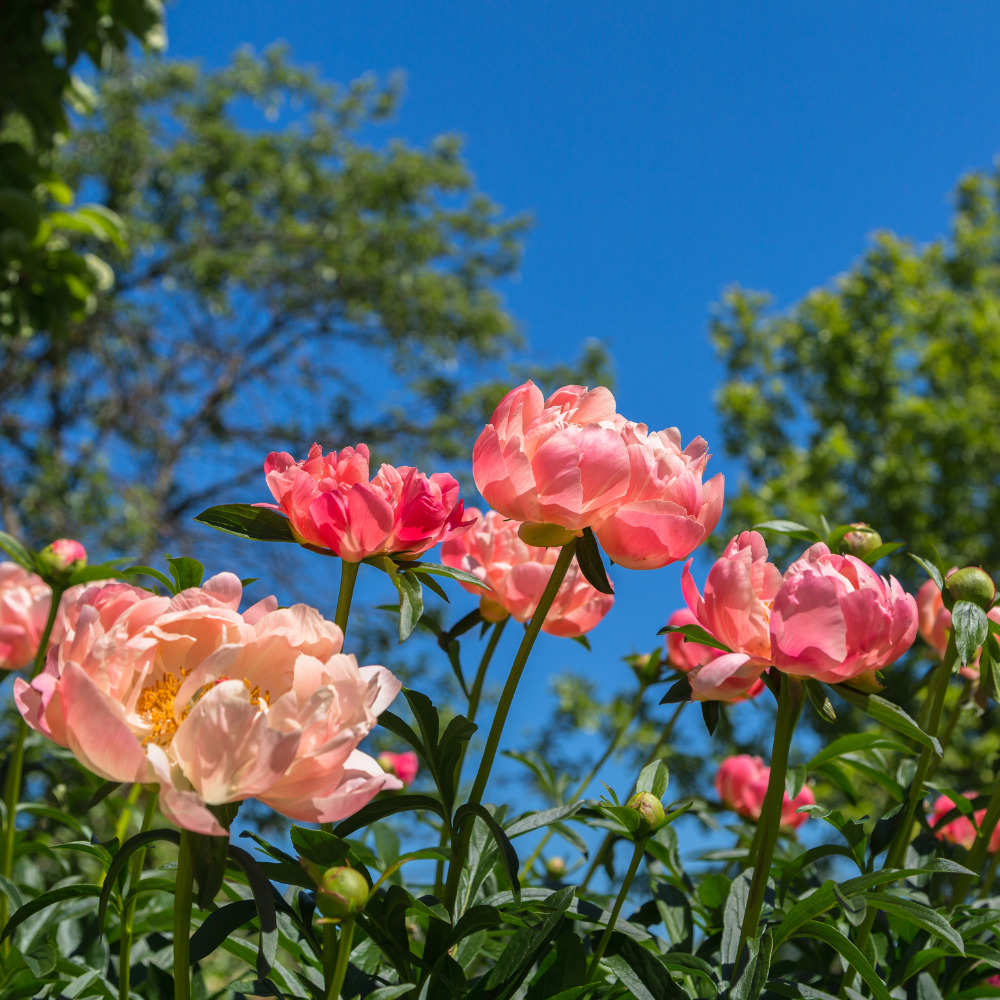 Peony 'Coral Charm'