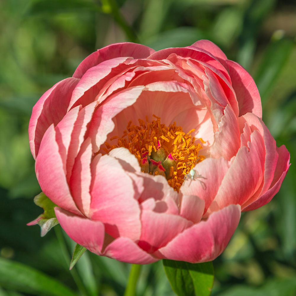 Peony 'Coral Charm'