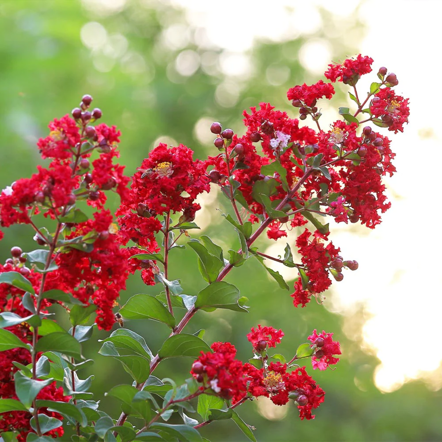 Crape Myrtle 'Scarlet'