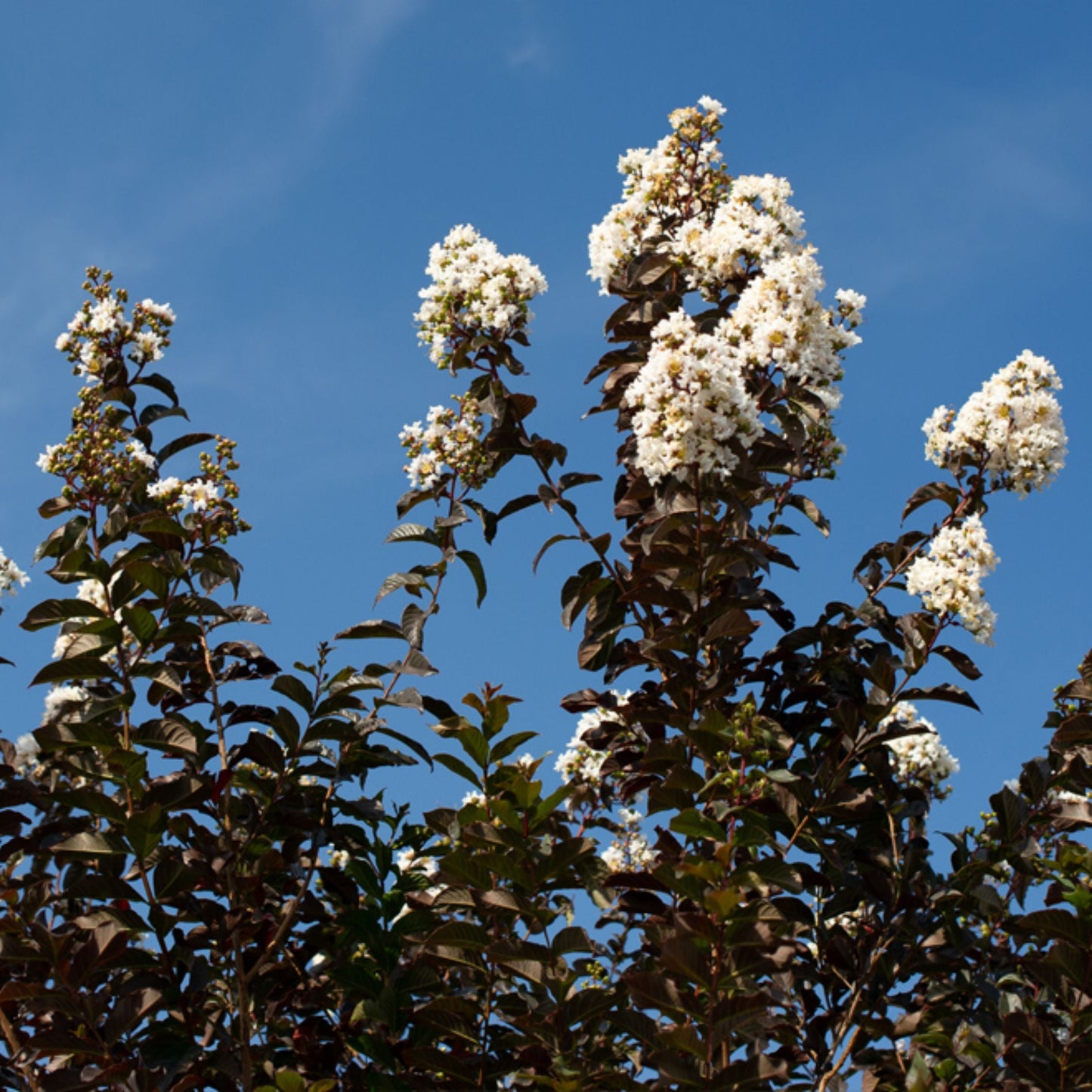 Crape Myrtle 'White Lightning'