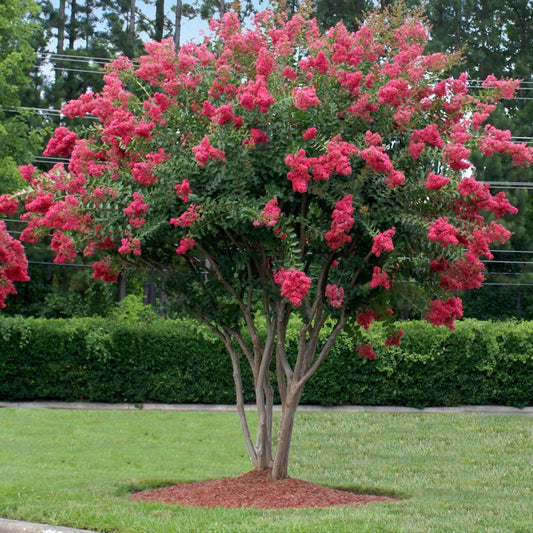 Crape Myrtle 'Tuscarora'