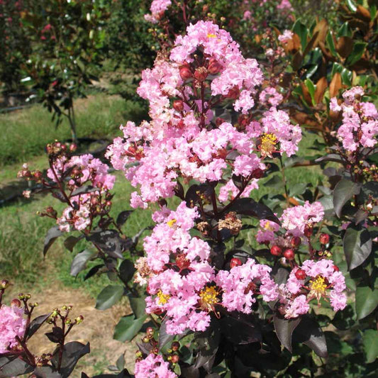 Crape Myrtle 'Rhapsody in Pink'