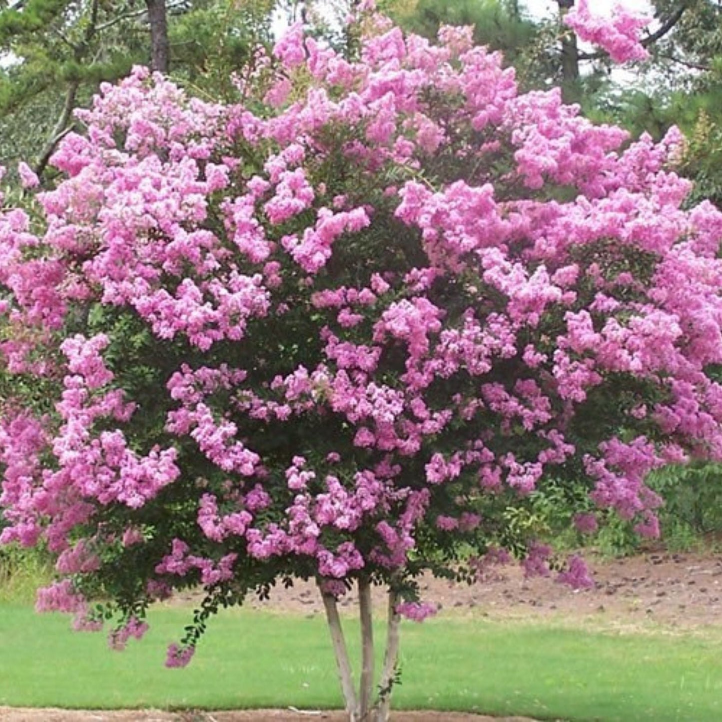 Crape Myrtle 'Rhapsody in Pink'