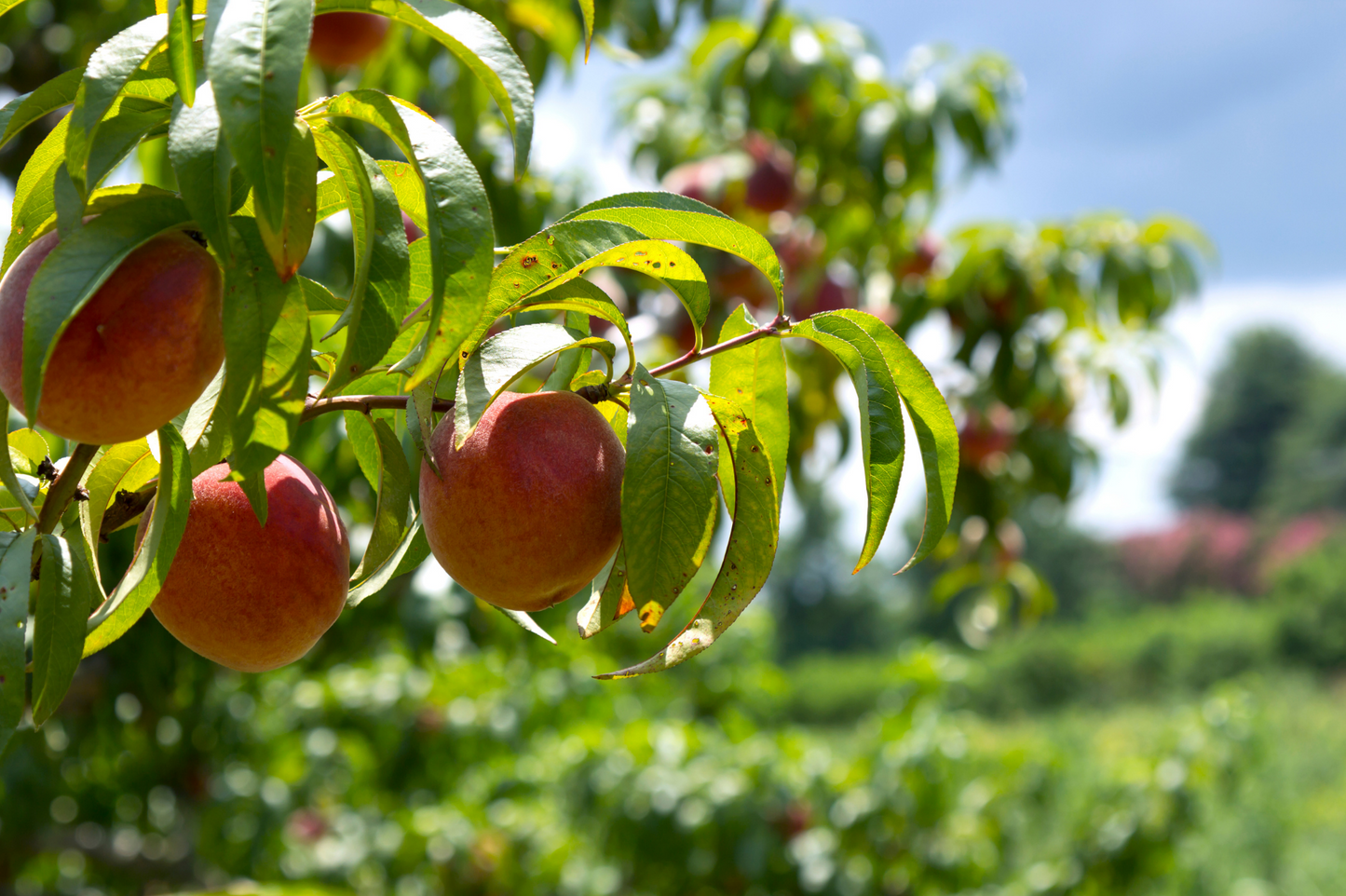 Peach Tree 'Belle of Georgia' (Zones 5 to 8)