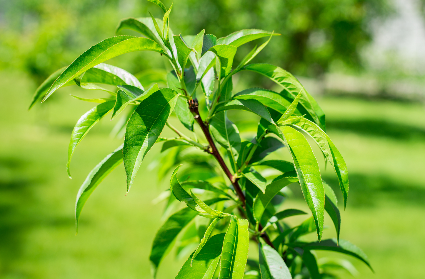 Peach Tree 'Red Haven' (Zones 5 to 9)