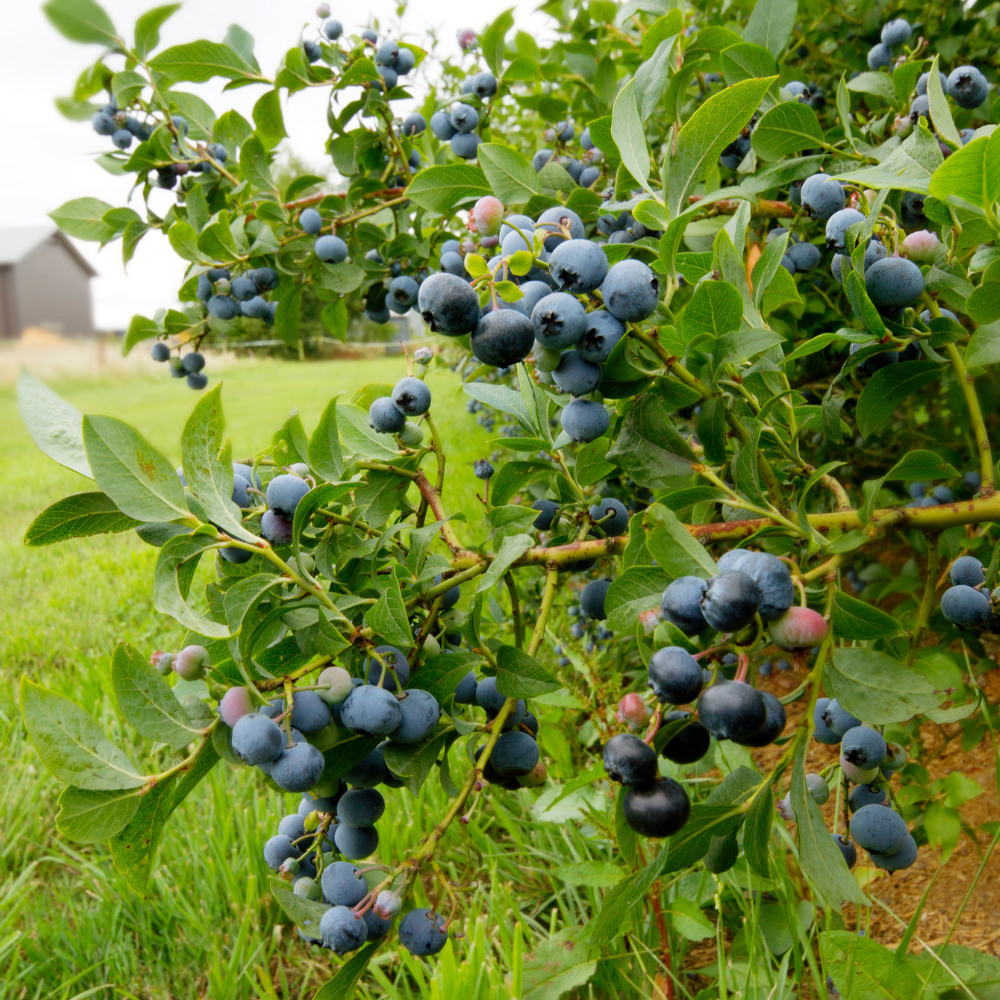 Blueberry 'Desoto'