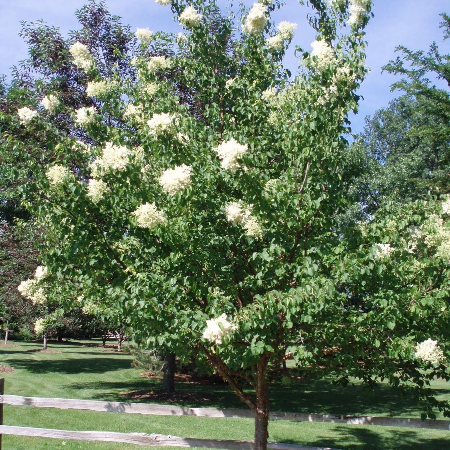 Peking Lilac 'Syringa reticulata subsp. pekinensis'