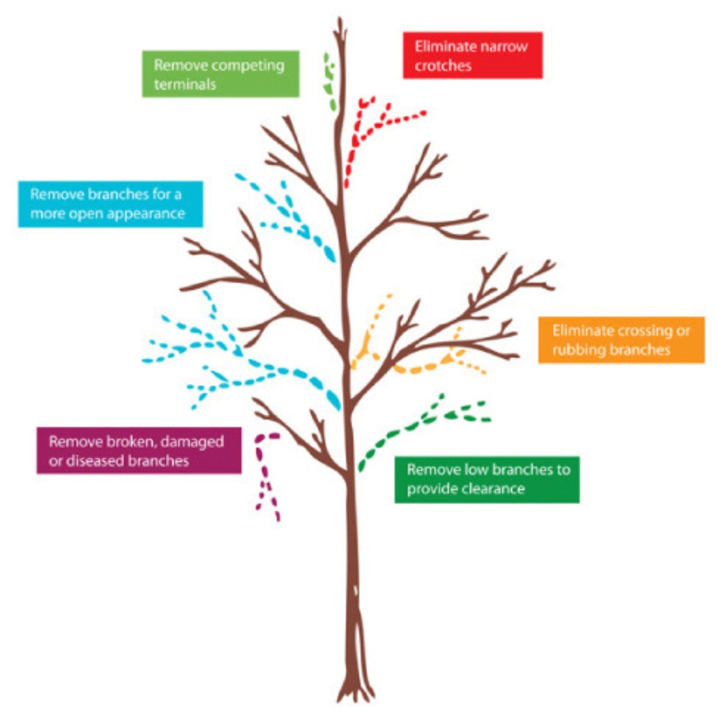 Apple Tree 'Cortland' (Zones 4 to 6)