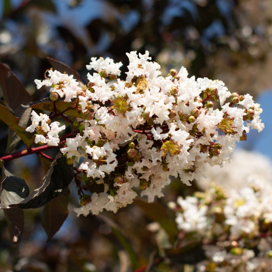 Crape Myrtle 'White Lightning'