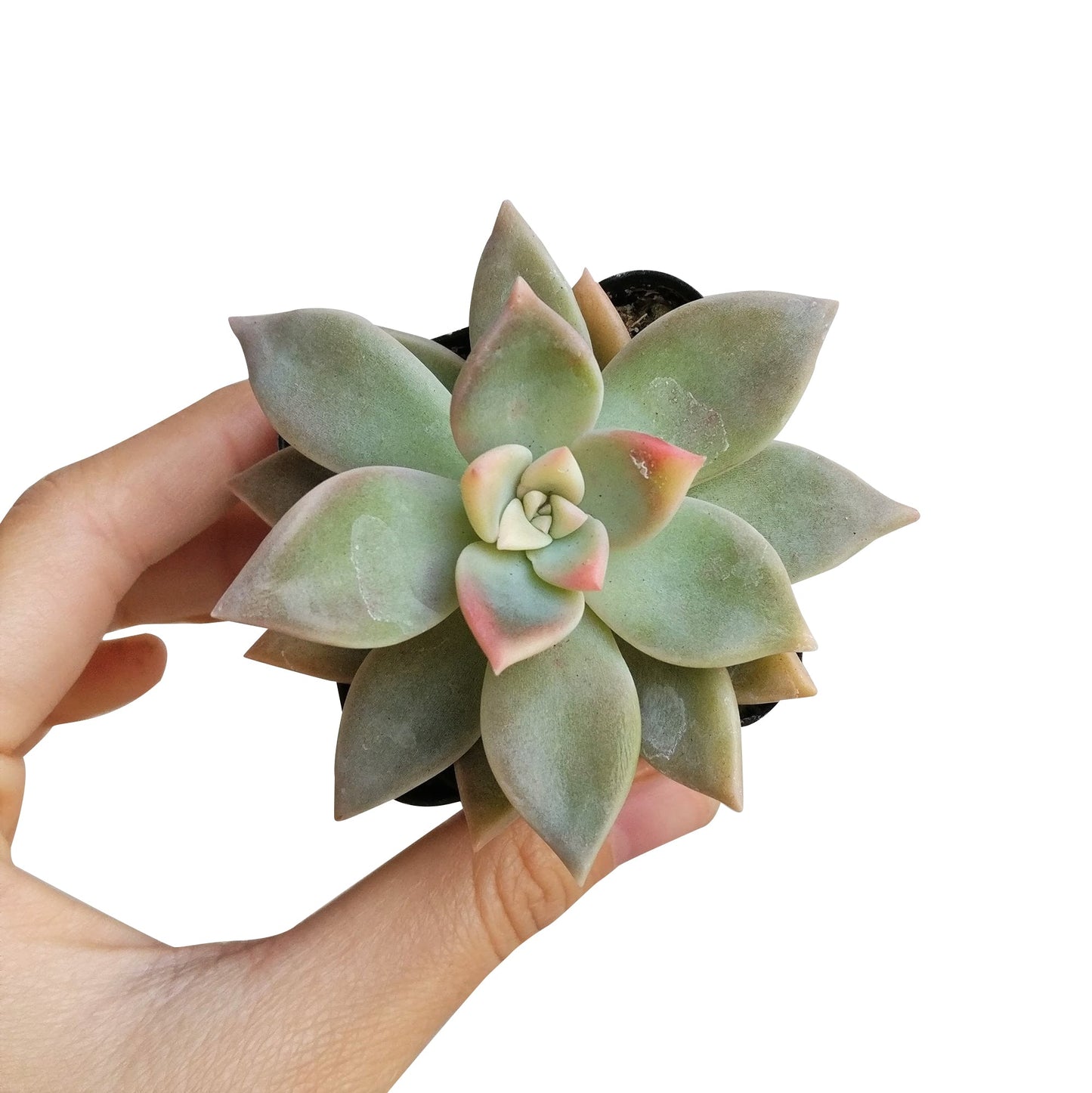 Variegated Ghost Plant