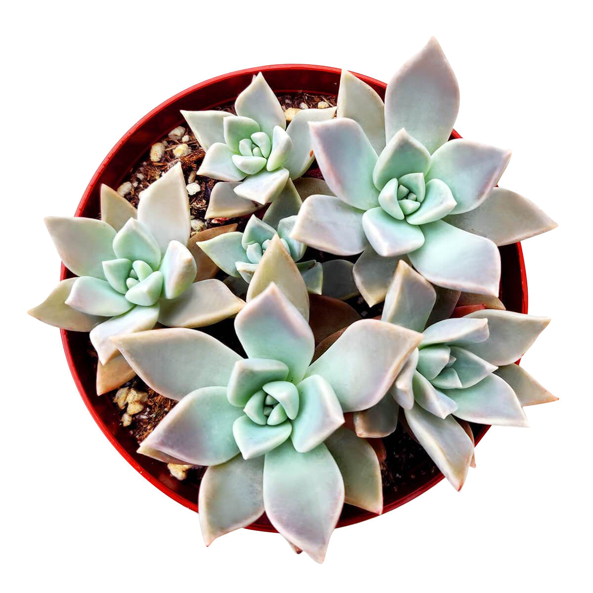 Variegated Ghost Plant