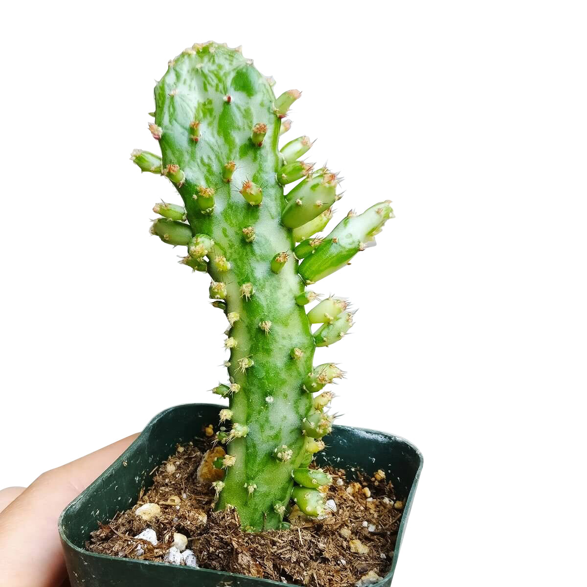 Variegated Joseph's Coat Cactus