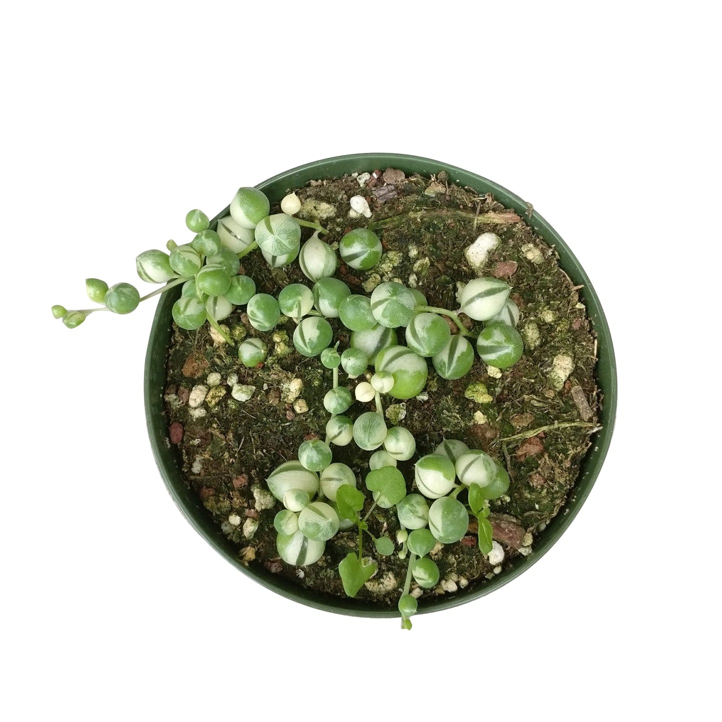 Variegated String Of Pearls