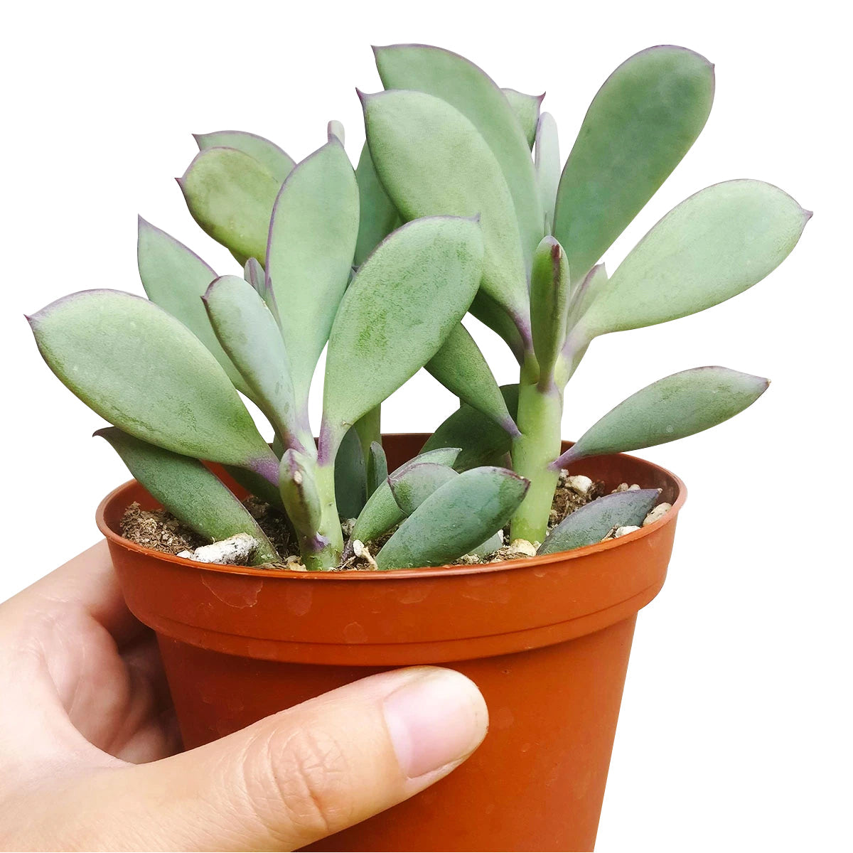 Vertical Leaf Senecio