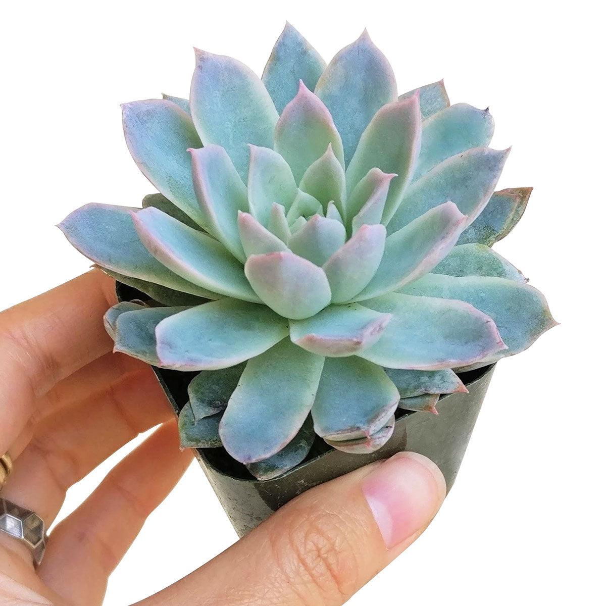 violet queen succulent flower Echeveria Violet Queen – Lovehopegrow